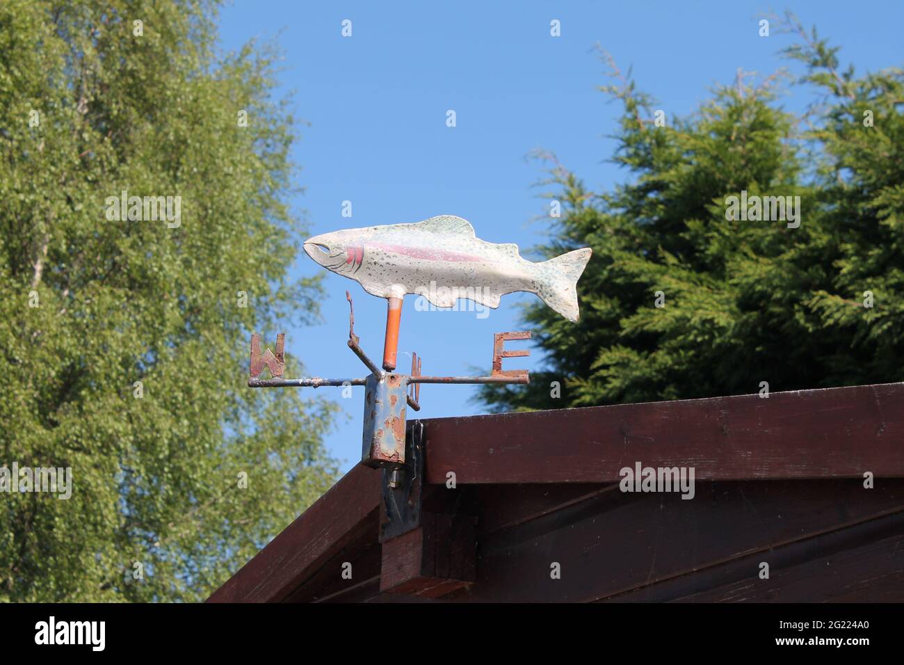 Pêche à la girouette d'une truite arc-en-ciel avec ciel bleu et espace de copie Banque D'Images