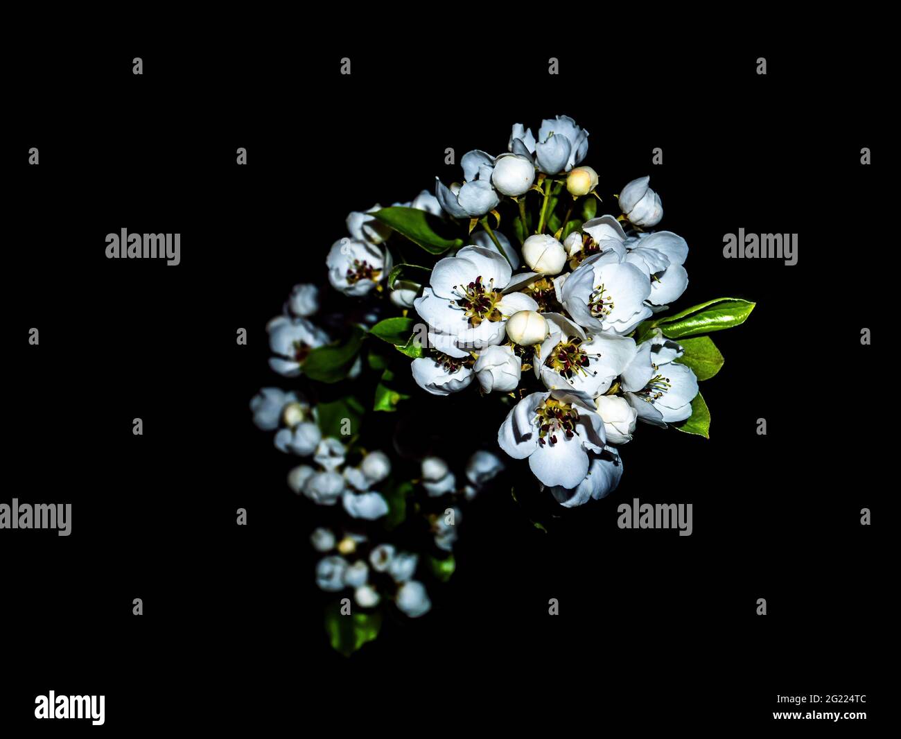 Fleurs blanches d'un arbre de poire en fleur dans l'obscurité. Fleurs blanches. Branche de poire. Obscurité de nuit. Verger. Saison de printemps. Saison de floraison. Beauté. BL Banque D'Images