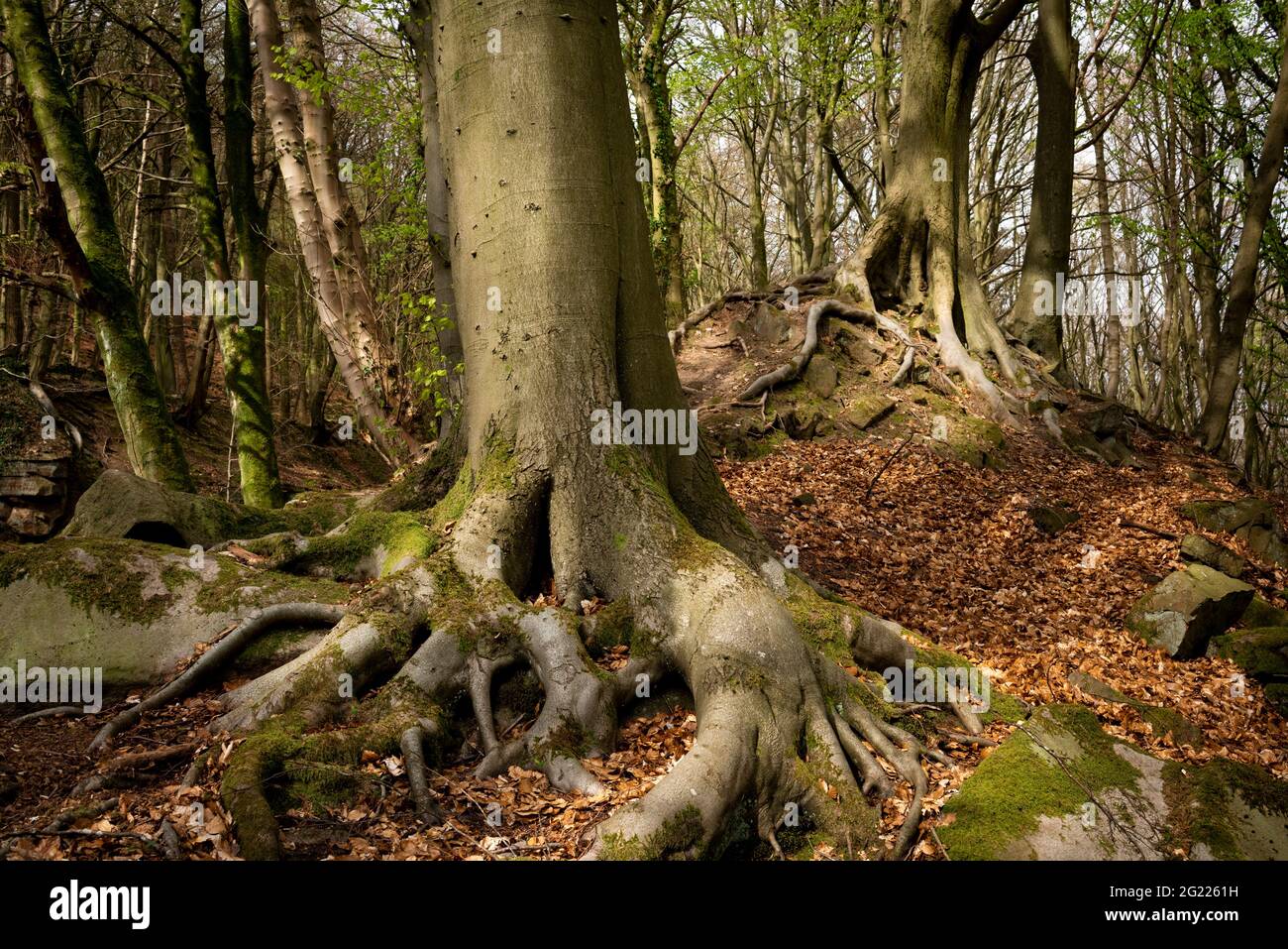 Le pâturage des moutons s'incline 'le Dingle'. Forêt avec arbres avec racines aériennes. Derbyshire Peak district, Angleterre, Royaume-Uni Banque D'Images