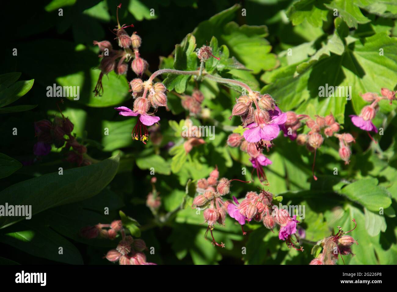 Gros plan de Geranium Macrorrhizum également appelé projet de loi de la grue de roche avec des fleurs rose pâle parmi le feuillage de printemps vert Banque D'Images