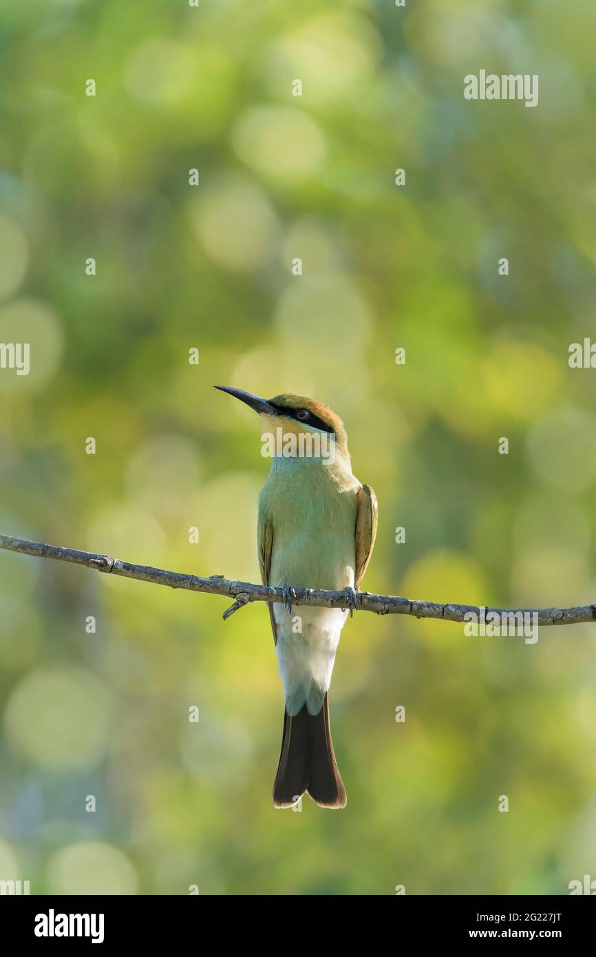 Une seule abeille arc-en-ciel perchée sur un membre d'arbre entre les cours de chasse sur le commune de Townsville dans le Queensland, en Australie. Banque D'Images