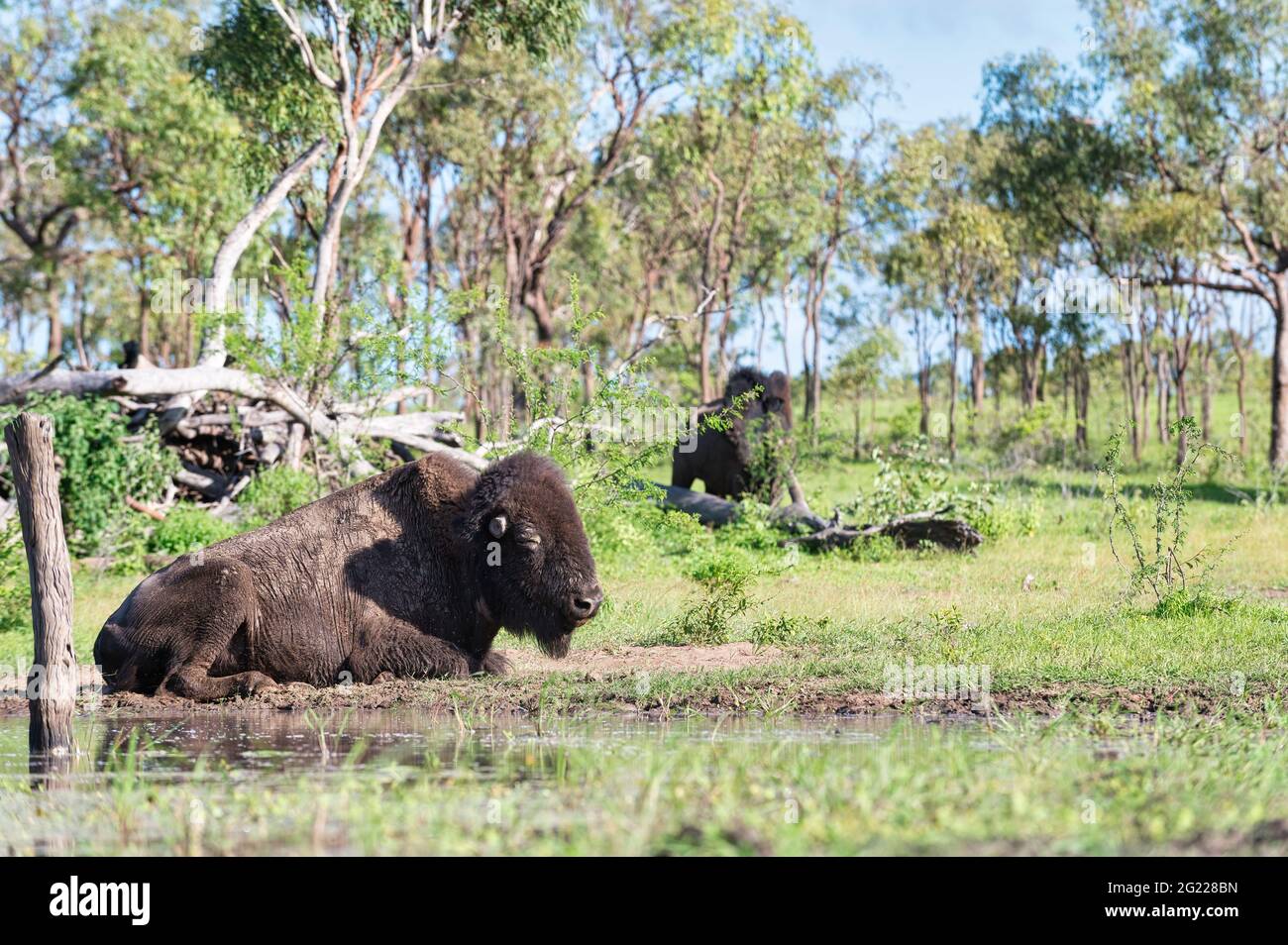 Les membres d'un petit troupeau de bisons américains s'installent dans leur nouvel environnement de broussailles ouvert sur une propriété de Mingella, dans le nord du Queensland, en Australie. Banque D'Images