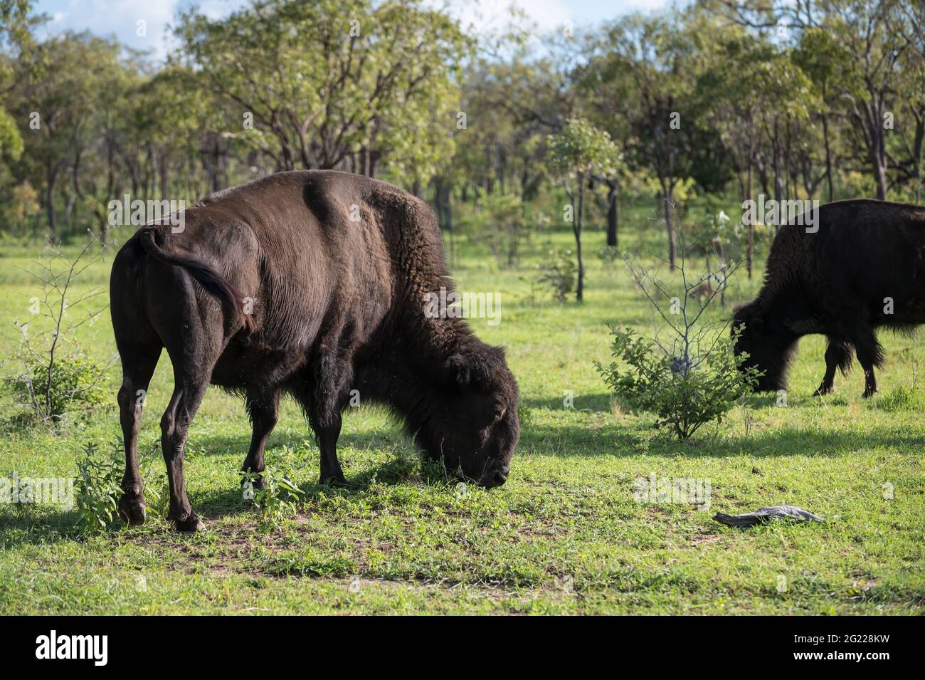 Les membres d'un petit troupeau de bisons américains s'installent dans leur nouvel environnement de broussailles ouvert sur une propriété de Mingella, dans le nord du Queensland, en Australie. Banque D'Images