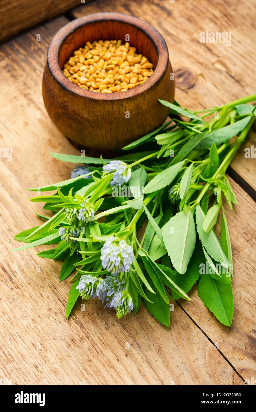 Graines de fenugrec avec plante frache sur table en bois Photo Stock -  Alamy