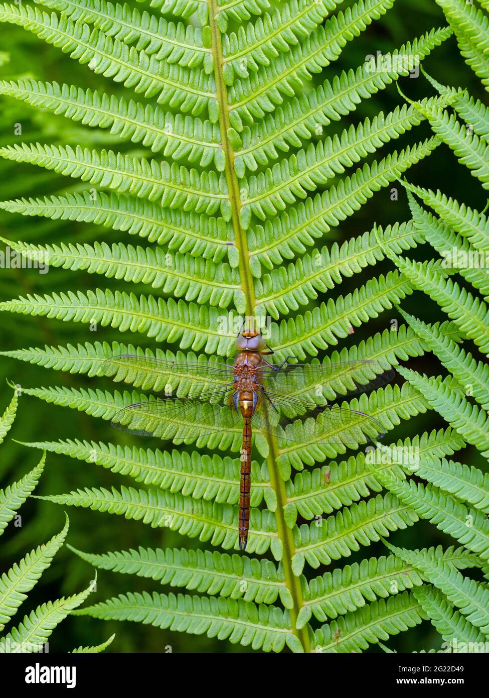 Norfolk Hawker Anaciaeschna isoceles début juin Norfolk Banque D'Images