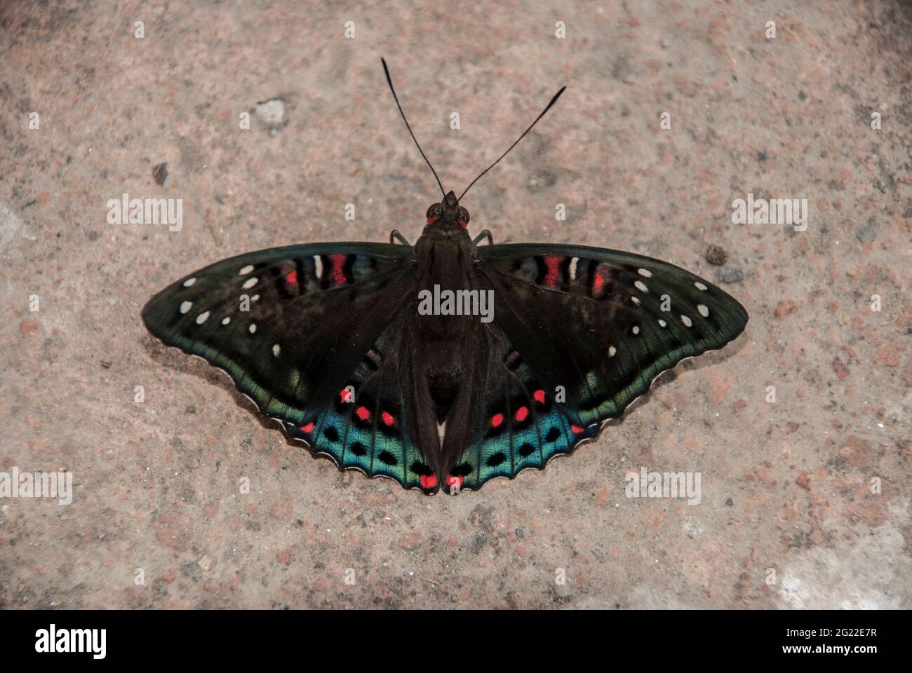 Papillon Poplar Admiral (Limenitis populi) closeup. Ailes marron du lmark, taches blanches, bordures rouges et bleues - les espèces rares en voie de disparition ont besoin de protection. Banque D'Images