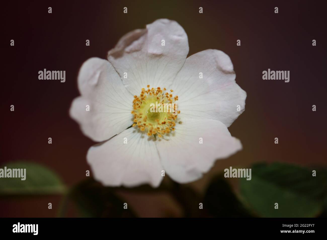Fleur blanche sauvage gros plan botanique famille rosa arvensis rosaceae  haute qualité grands imprimés Photo Stock - Alamy