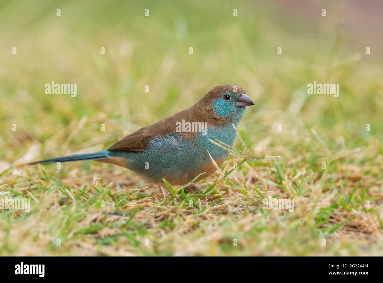 Cordonbleu à joues rouges - Uraeginthus bengalus, magnifique oiseau de couleur perching provenant de buissons et jardins africains, lac Ziway, Éthiopie. Banque D'Images