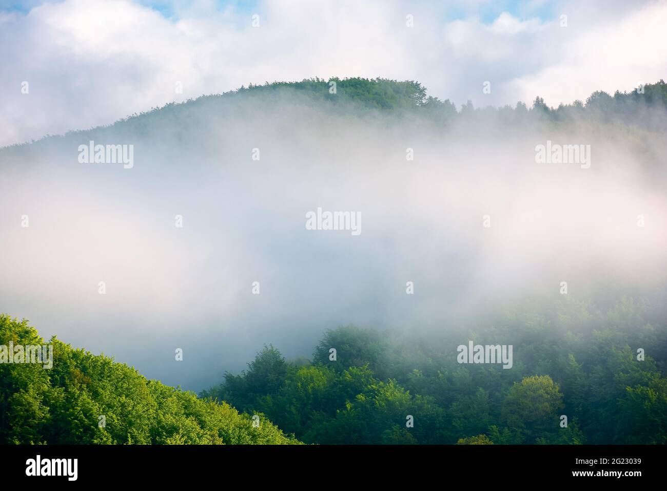 brouillard sur la colline le matin. magnifique fond de nature en été. paysage pittoresque en plein air par temps ensoleillé Banque D'Images