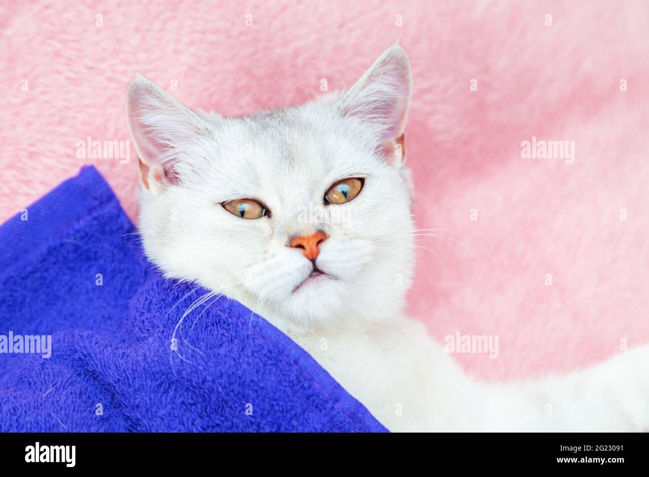 Le chat de chinchilla de shorthair britannique repose sur un couvre-lit rose. Repos et détente. Banque D'Images