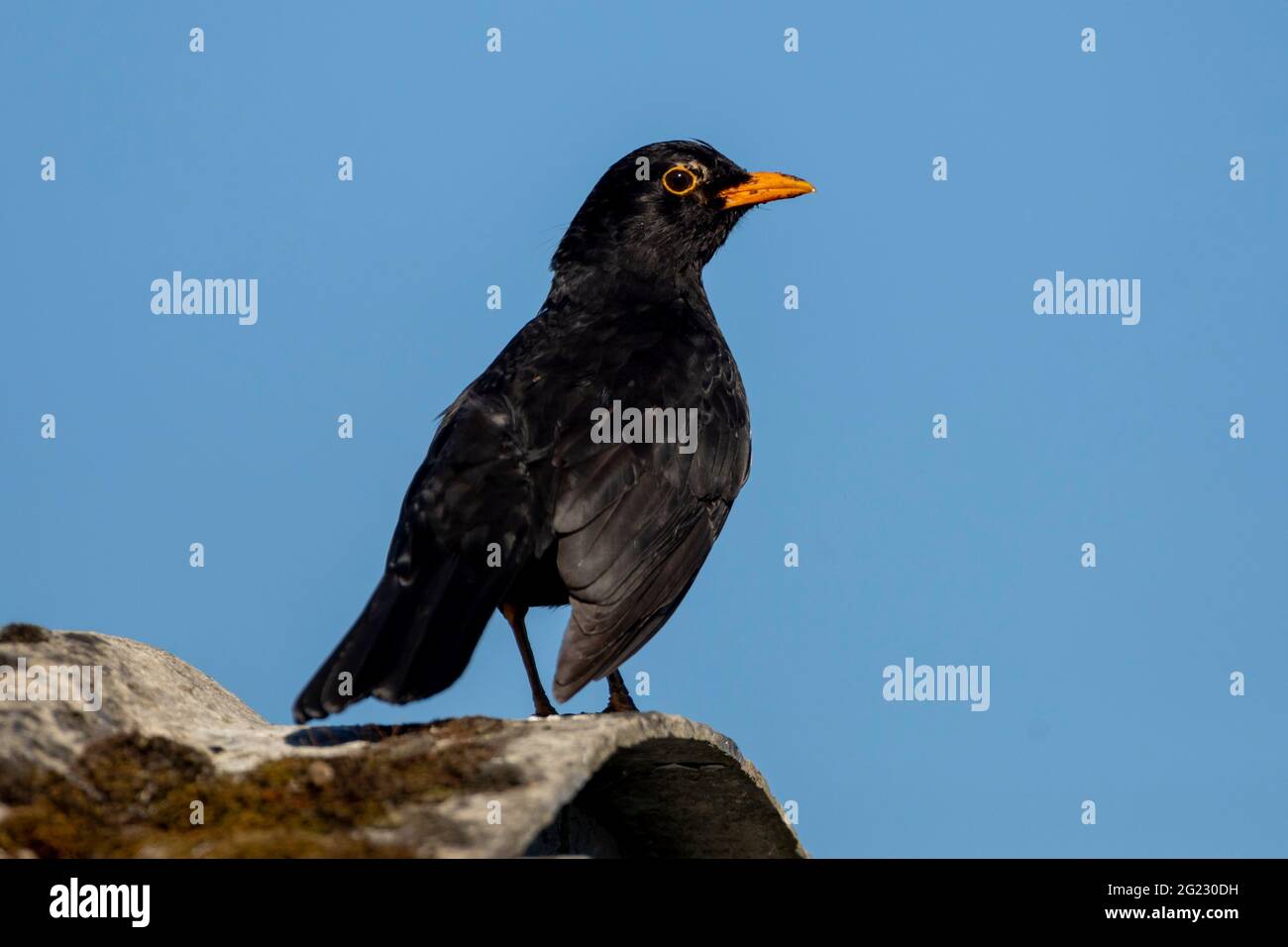 Homme Blackbird (Turdus merula) sur un toit à Sussex, Royaume-Uni Banque D'Images
