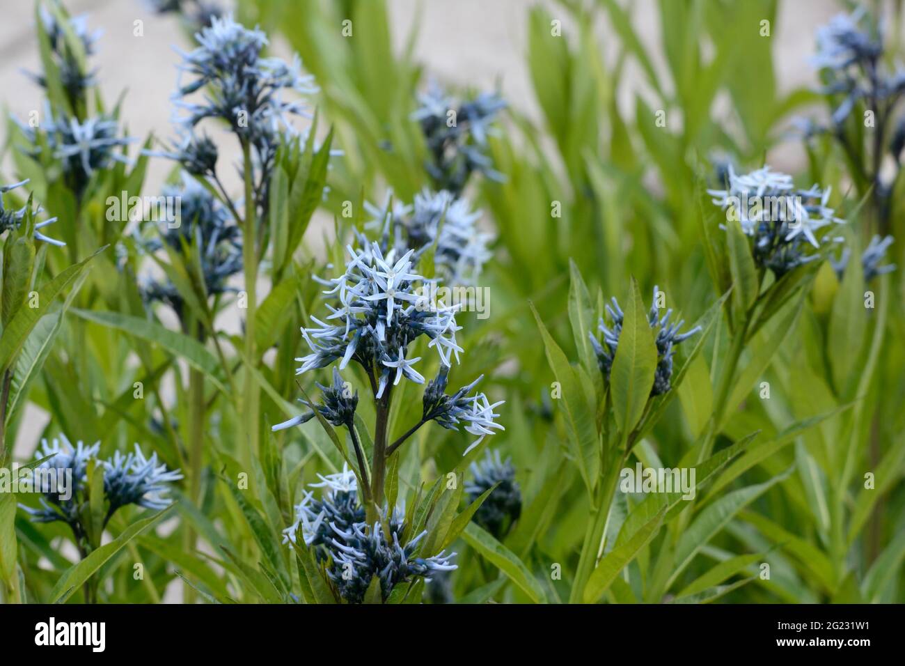 Amsonia tabernaemontana ou étoiles bleues de l'est petites fleurs bleues étoilées au printemps et en été Banque D'Images