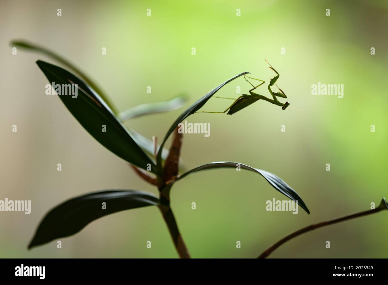 Une mante de prière verte perchée à l'envers sur une plante à l'arrière-plan de la nature Banque D'Images