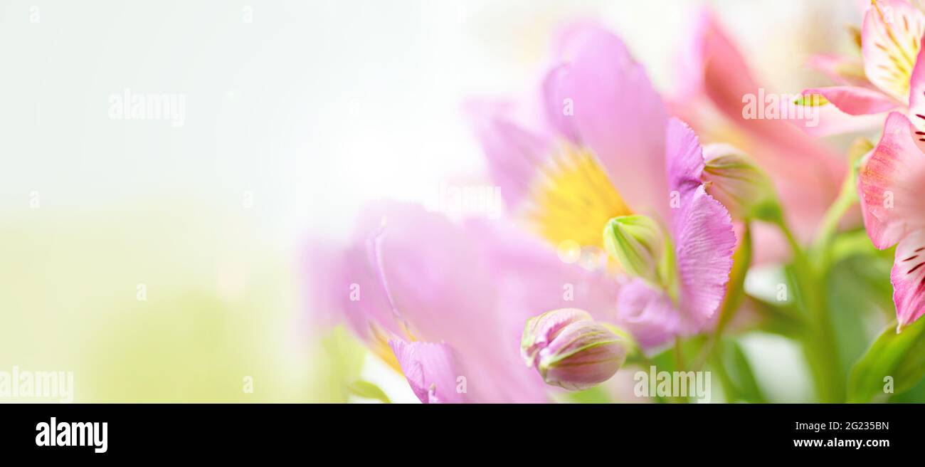 Fond naturel dans des tons clairs flous au format bannière Alstroemeria fleurs foyer sélectif Banque D'Images
