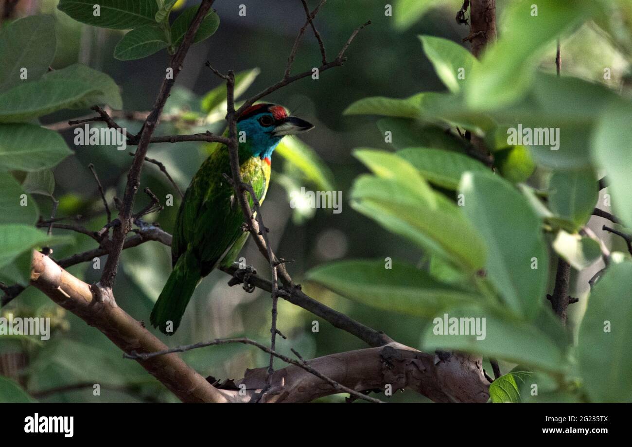 Barbet à gorge bleue (Megalaima Asiaticus) dans un arbre dans le sanctuaire de la faune de Mahananda, Nord-Bengale, Inde Banque D'Images