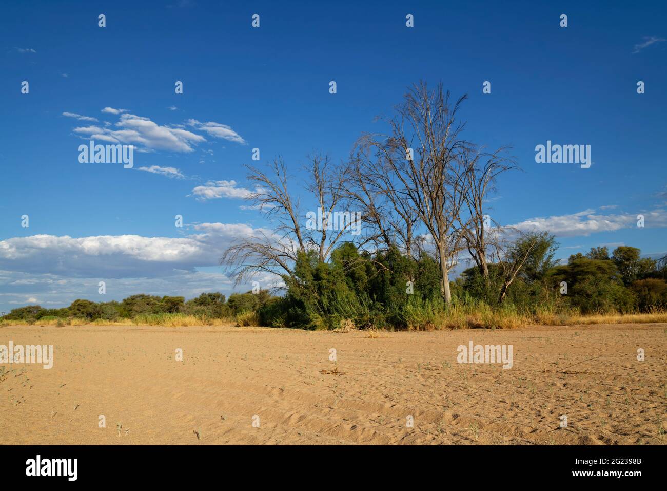 Arbres sur les rives de la rivière sèche d'Omaruru (rivière sèche) près d'Omaruru, région d'Erongo, Namibie Banque D'Images