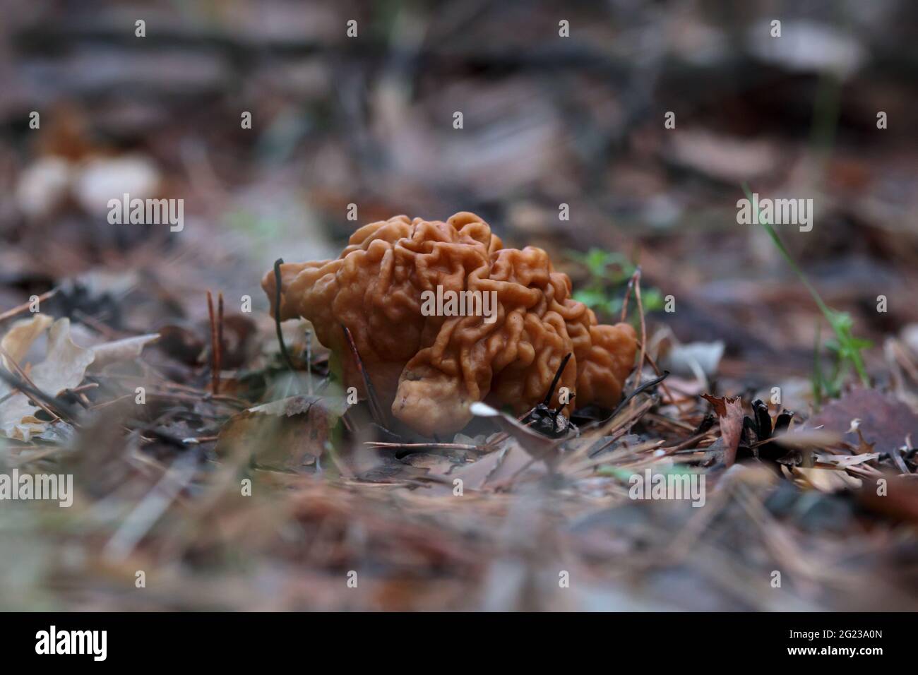 Gyromitra gigas, belle croissance de champignons gyromirtra esculenta. Champignons frais et sauvages à nez de taureau d'avril dans les bois. Neige toxique fausse morelle au sprin Banque D'Images