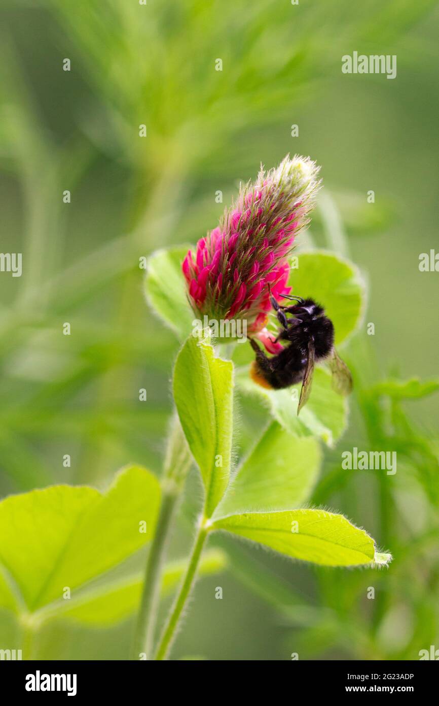 Macro d'une abeille bourdonneuse sur un trèfle cramoisi (trifolium incarnatum) en fleur avec fond de bokeh flou; protection de l'environnement sans pesticides Banque D'Images