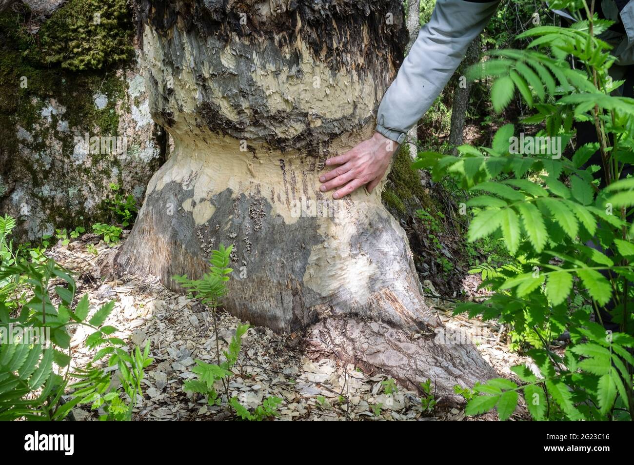 La main du Mans touche le tronc d'un grand peuplier faux-tremble rongé par un castor, un animal sauvage détruit, descend des arbres pour construire un barrage. Gros plan. Banque D'Images