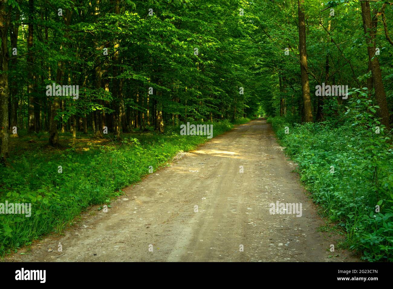 Route de terre à travers une forêt dense et verte, le jour du printemps Banque D'Images
