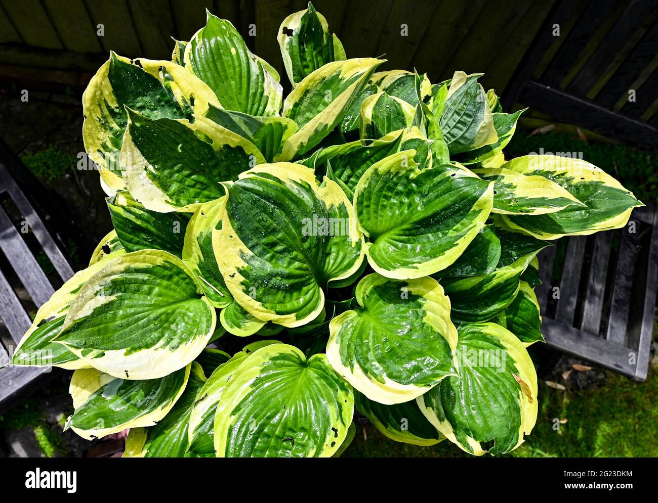 HostA - plante de lys plantain dans un pot à l'extérieur dans le jardin Royaume-Uni Banque D'Images