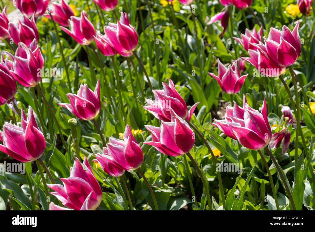 Tulipes magenta et blanche poussant dans les jardins de Trenance à Newquay, en Cornouailles. Banque D'Images