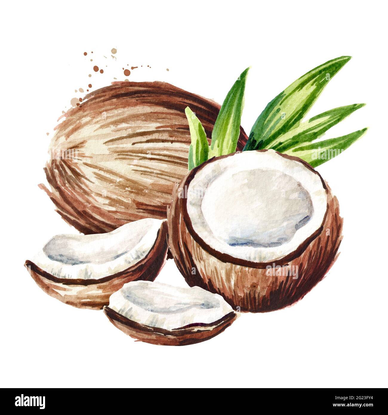 Noix de coco avec feuilles vertes. Aquarelle illustration dessinée à la main isolée sur fond blanc Banque D'Images