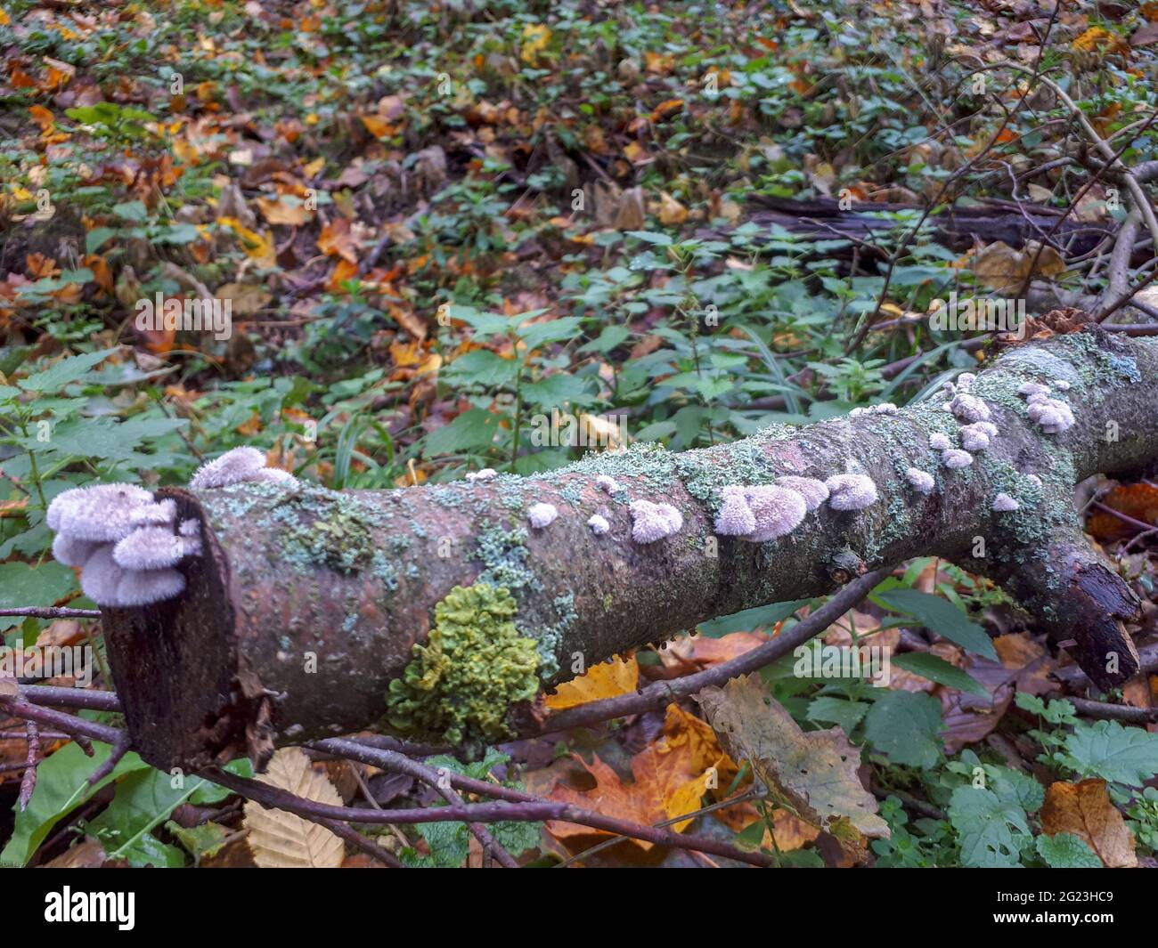 Champignon à croûte de rideau velu (Stereum hirsutum) colonisant une branche d'arbre tombée dans les bois à feuilles caduques, Allemagne, habitat forestier d'automne Banque D'Images