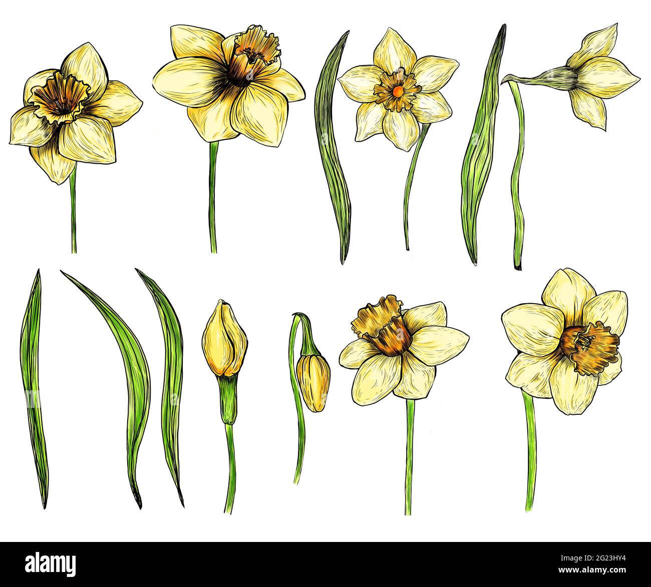 Ensemble de jonquilles dessinées à la main. Fleurs isolées de printemps d'encre sur fond blanc Banque D'Images