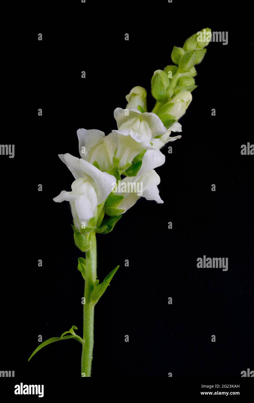Élégantes fleurs blanches d'un Snapdragon, (espèce d'Antirrhinum), photographiées sur fond sombre Banque D'Images