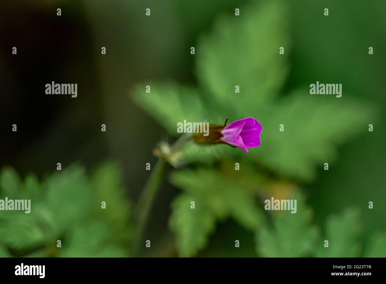 Géranium robertianum en pleine croissance dans la forêt Banque D'Images