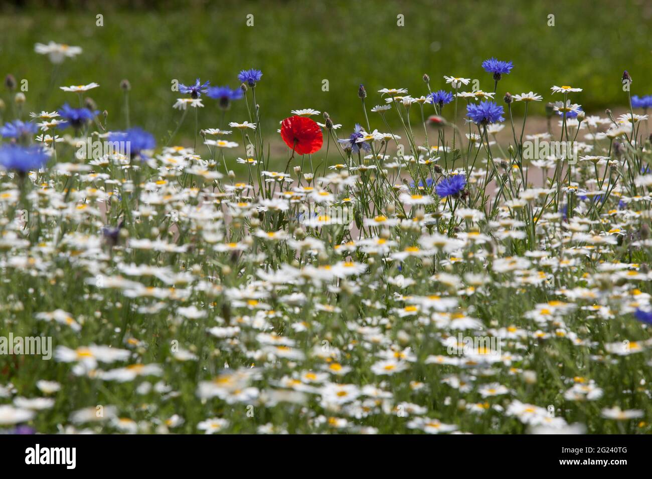 Fleurs sauvages dans une plantation de style prairie à Hyde Park, Londres. Ils comprennent des coquelicots rouges, des fleurs de maïs bleues et des pâquerettes blanches. Anna Watson/Alamy Banque D'Images