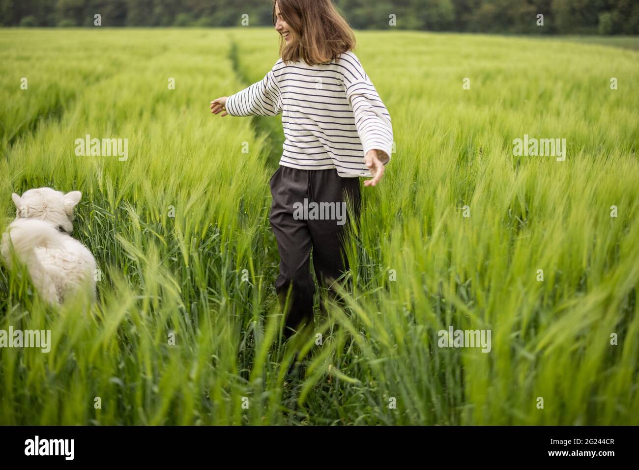 Femme avec grand chien de berger blanc marchant sur le champ de seigle vert. Agriculture et vie rurale. Banque D'Images