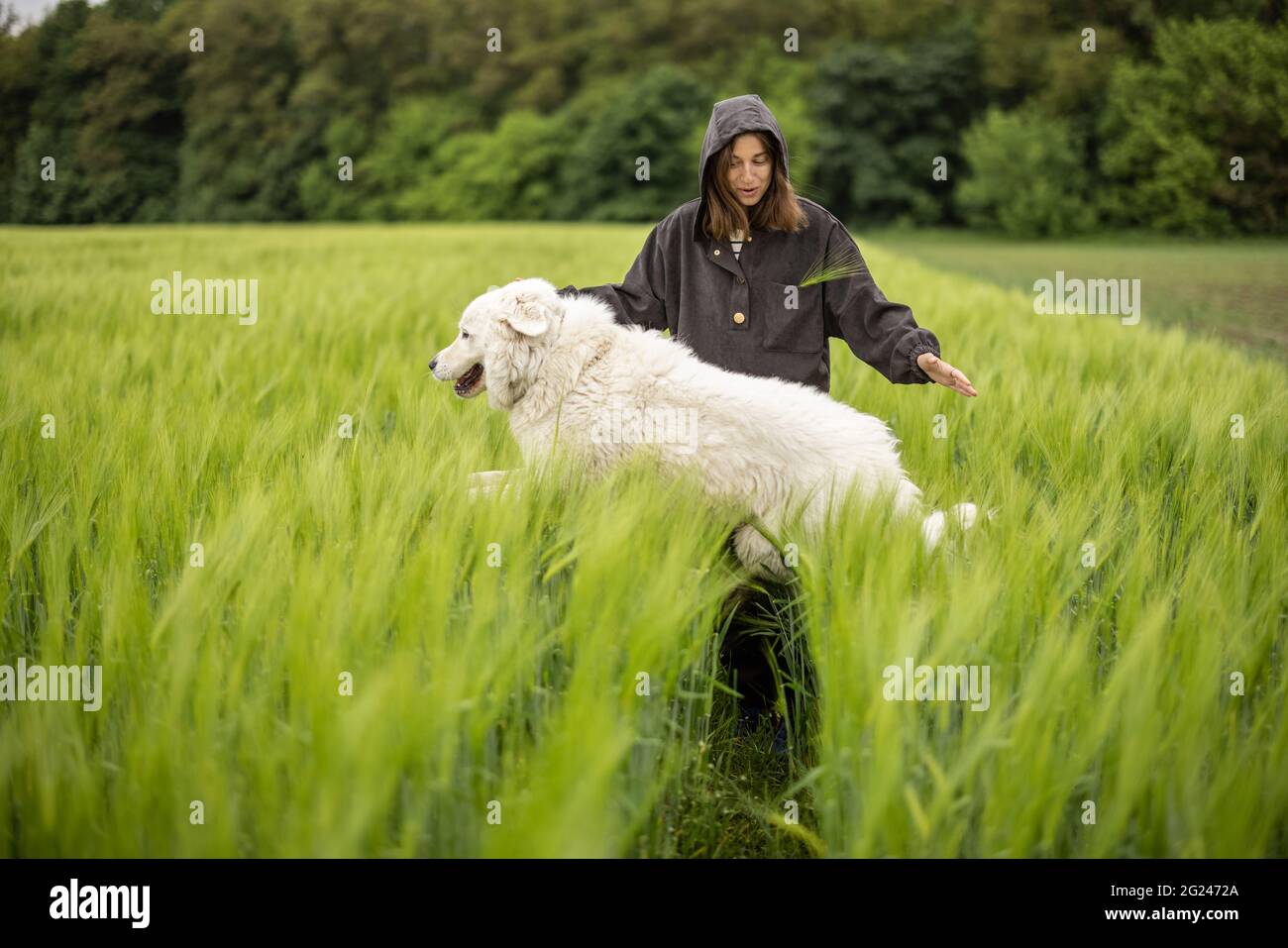 Femme avec grand chien de berger blanc marchant sur le champ de seigle vert. Agriculture et vie rurale. Banque D'Images