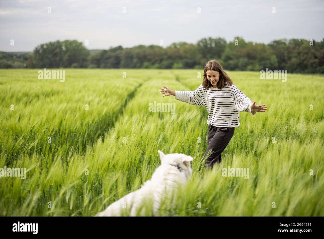 Femme avec grand chien de berger blanc marchant sur le champ de seigle vert. Agriculture et vie rurale. Banque D'Images