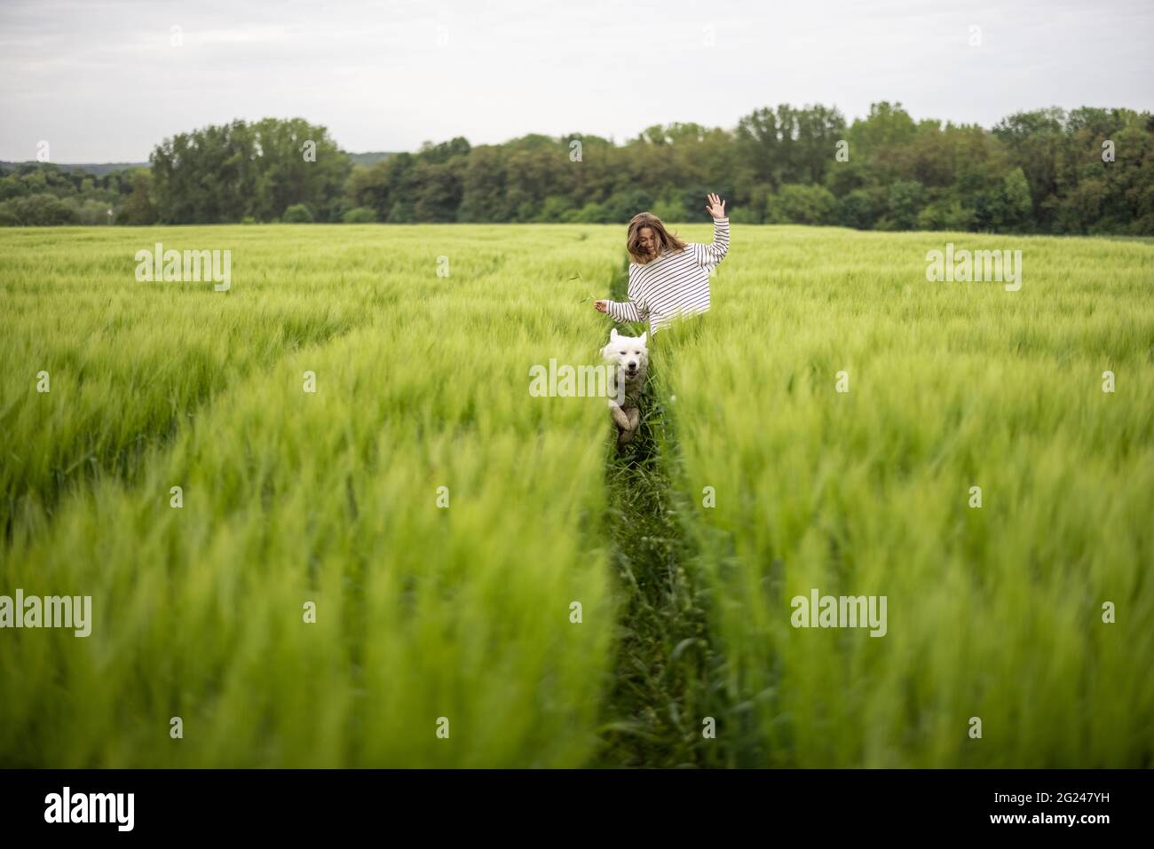 Femme avec grand chien de berger blanc courant sur le champ de seigle vert. Agriculture et vie rurale. Liberté et activité. Copier l'espace. Banque D'Images