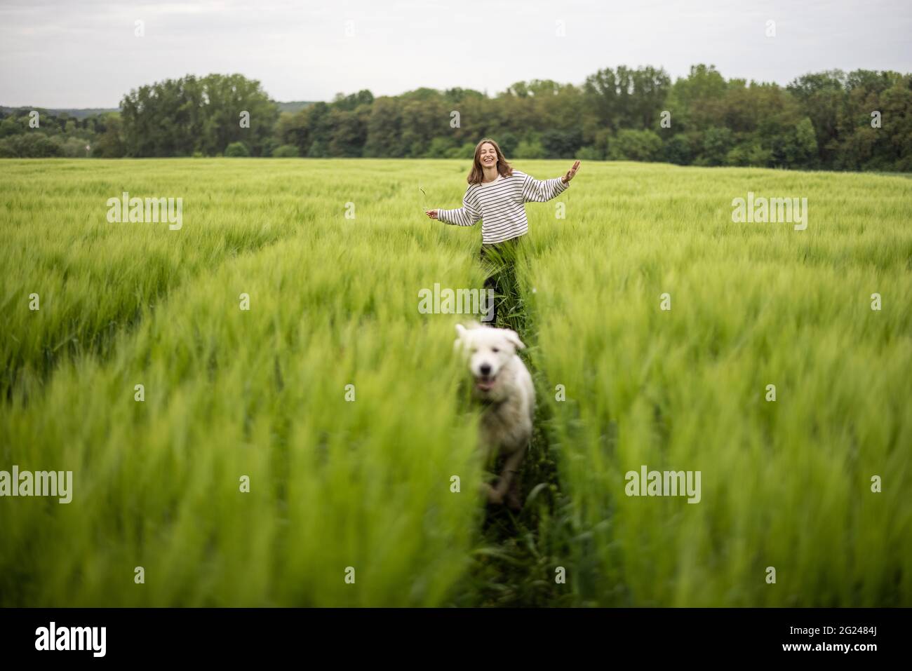 Femme avec grand chien de berger blanc courant sur le champ de seigle vert. Agriculture et vie rurale. Liberté et activité. Copier l'espace. Banque D'Images