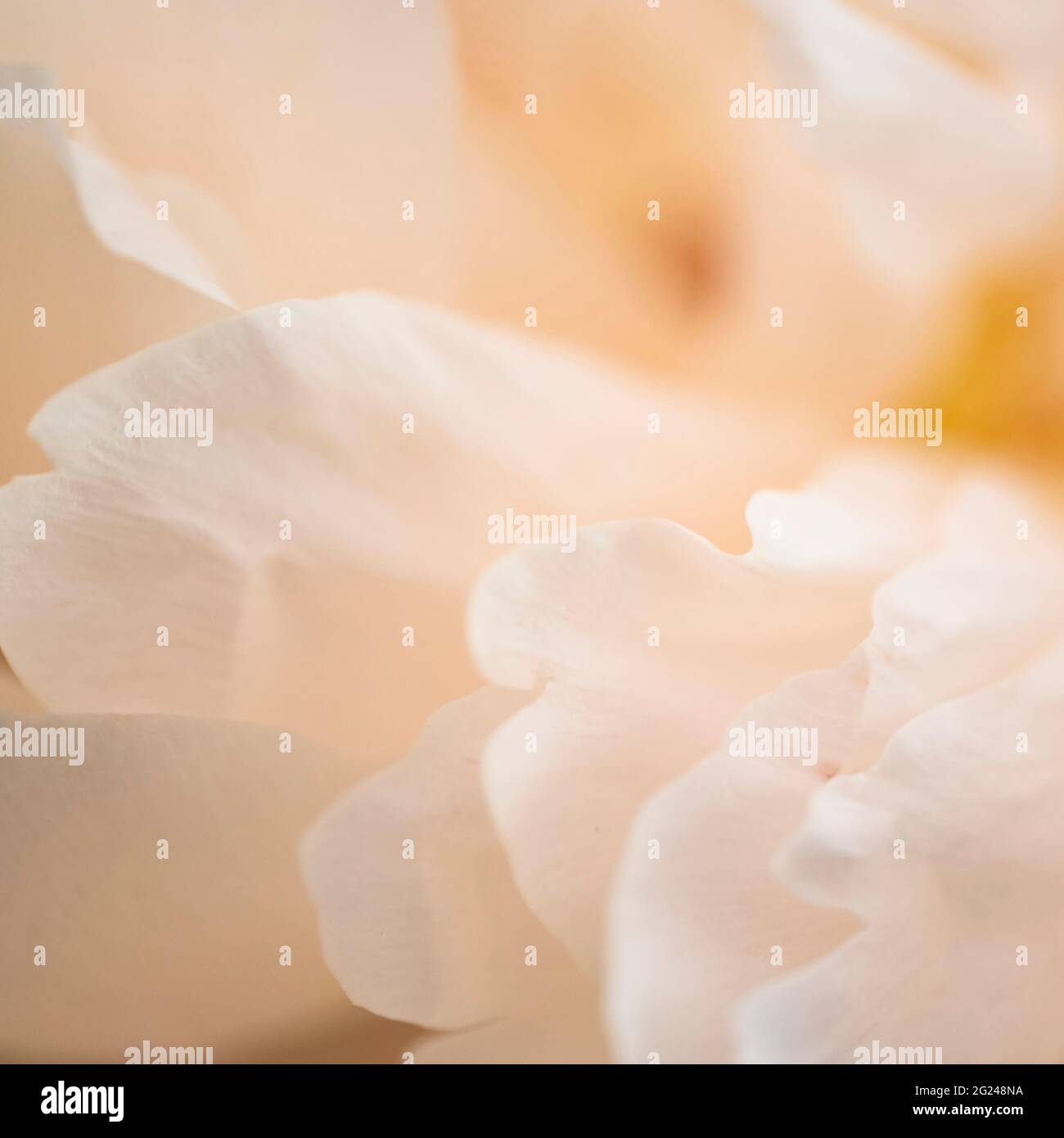 Gros plan extrême des pétales de chrysanthème de couleur crème Banque D'Images