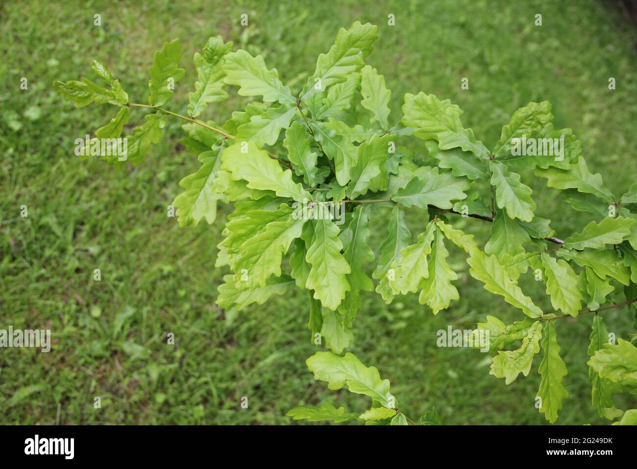 Branche de chêne avec feuilles vertes sur fond d'herbe, le jour du printemps à Kaunas, Lituanie Banque D'Images