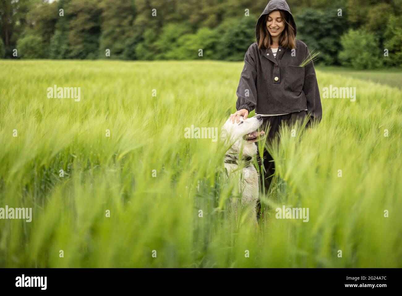Femme avec grand chien de berger blanc marchant sur le champ de seigle vert. Agriculture et vie rurale. Banque D'Images