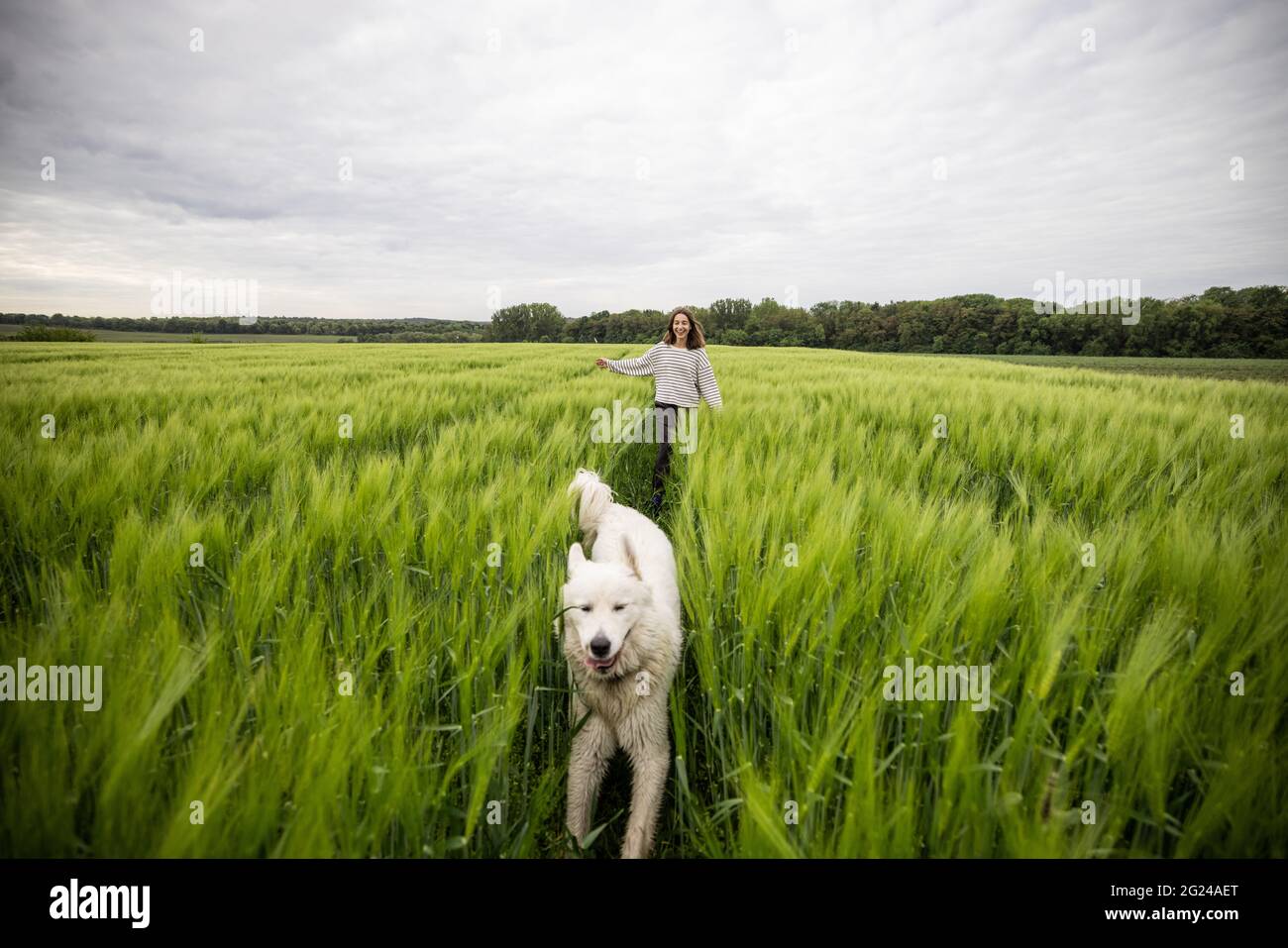 Femme avec grand chien de berger blanc courant sur le champ de seigle vert. Agriculture et vie rurale. Liberté et activité. Copier l'espace. Banque D'Images