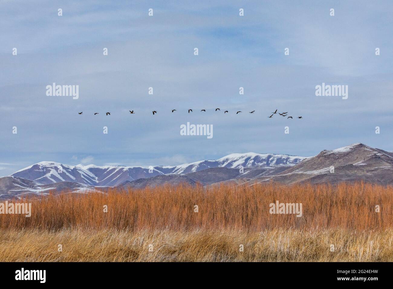 États-Unis, Idaho, Bellevue, Flock of Canada Oies volant au-dessus de marais Banque D'Images