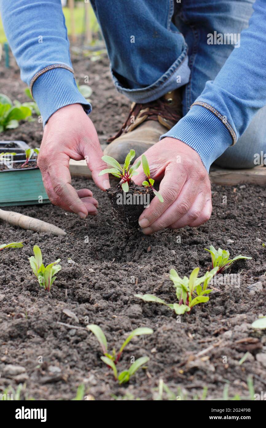 Plantation de semis de betteraves - Beta vulgaris 'Boltardy' - dans un potager. ROYAUME-UNI Banque D'Images