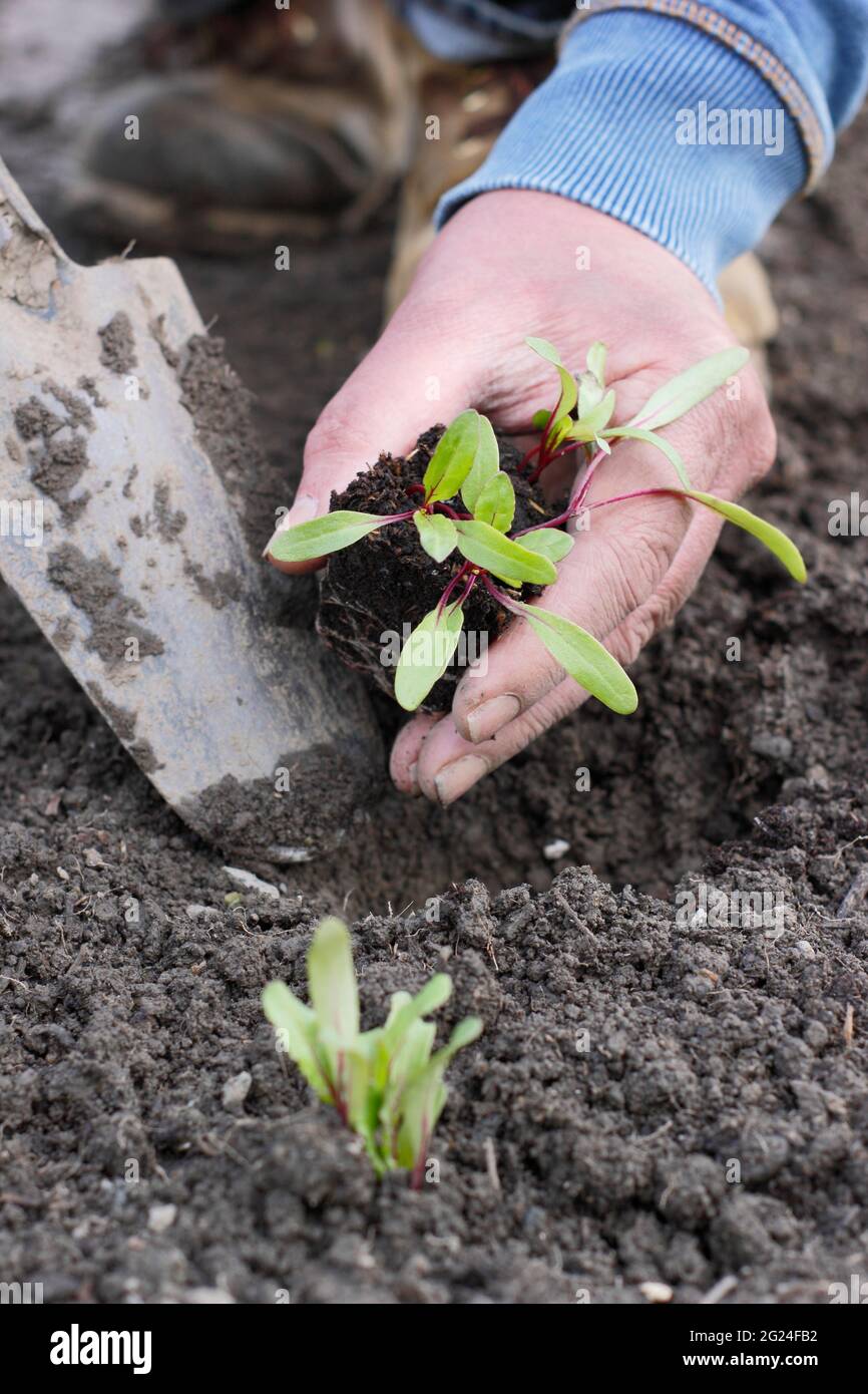 Plantation de semis de betteraves - Beta vulgaris 'Boltardy' - dans un potager. ROYAUME-UNI Banque D'Images