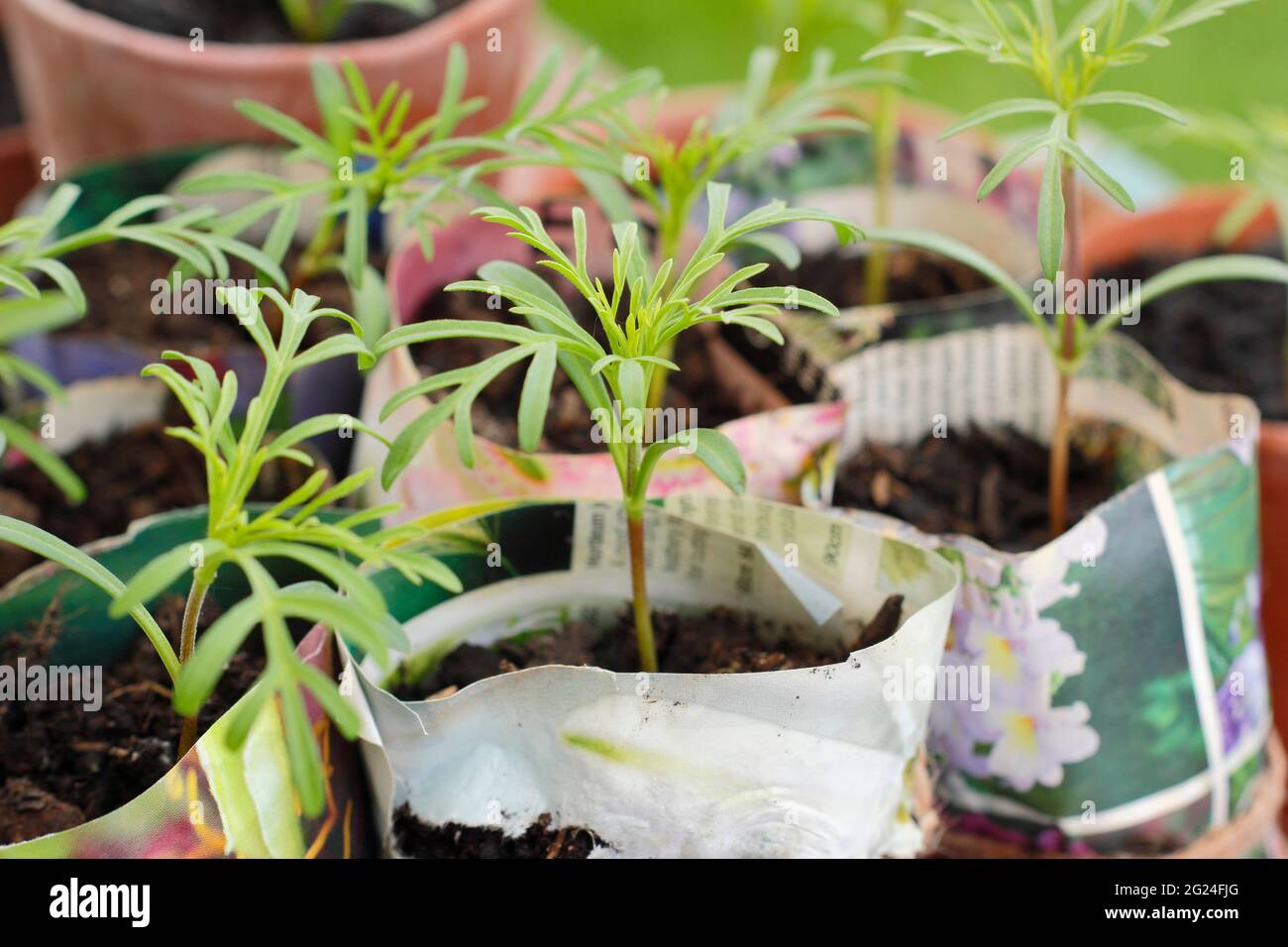 Les semis COSMOS mûrissement dans des pots de plantes en papier faits  maison. ROYAUME-UNI Photo Stock - Alamy
