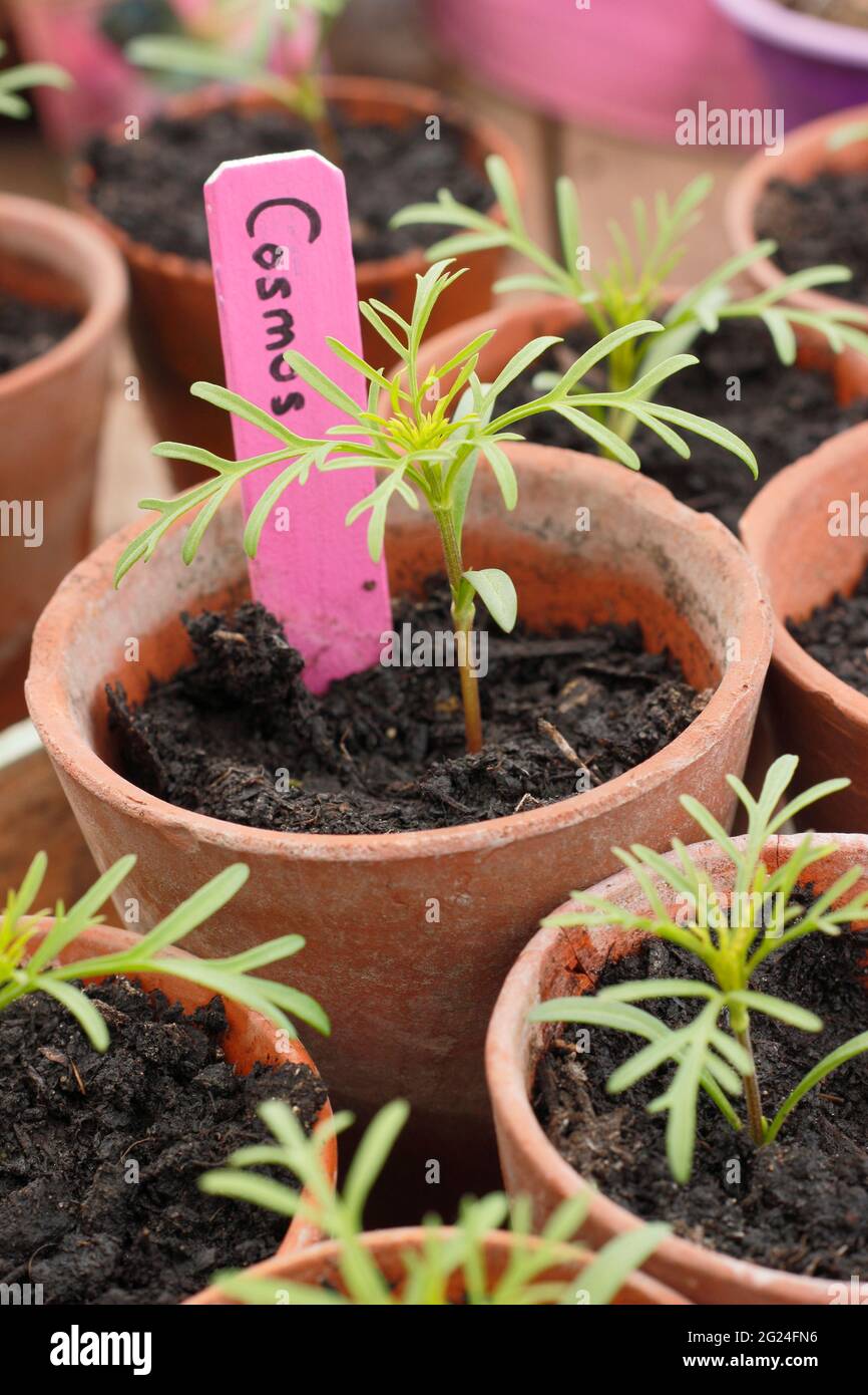 Les semis COSMOS ont été enrobés jusqu'à maturité avant d'être plantés. ROYAUME-UNI Banque D'Images