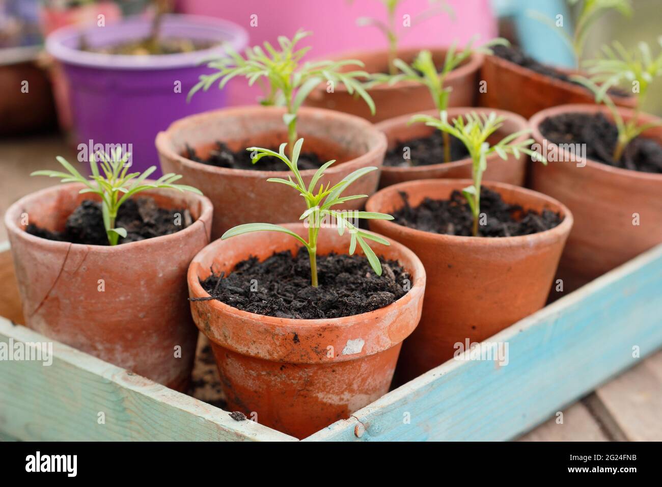 Bipinnatus COSMOS. Les semis de COSMOS se sont enrobés dans des pots d'argile pour mûrir avant d'être plantés. ROYAUME-UNI Banque D'Images