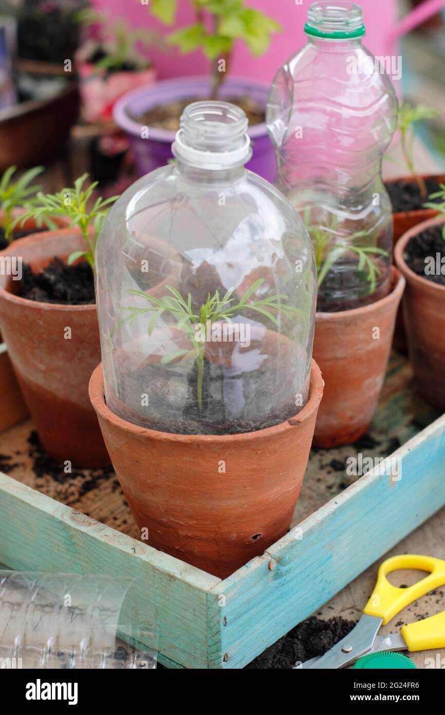 Cloche en plastique pour bouteille. Les semis protégés par des bouteilles  en plastique recyclé coupées pour servir de cloche tout en permettant la  ventilation. ROYAUME-UNI Photo Stock - Alamy