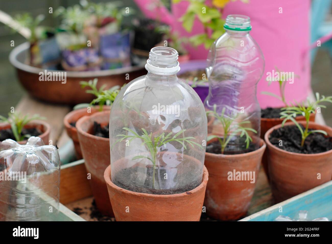 Cloche en plastique pour bouteille. Les semis protégés par des bouteilles en plastique recyclé coupées pour servir de cloche tout en permettant la ventilation. ROYAUME-UNI Banque D'Images