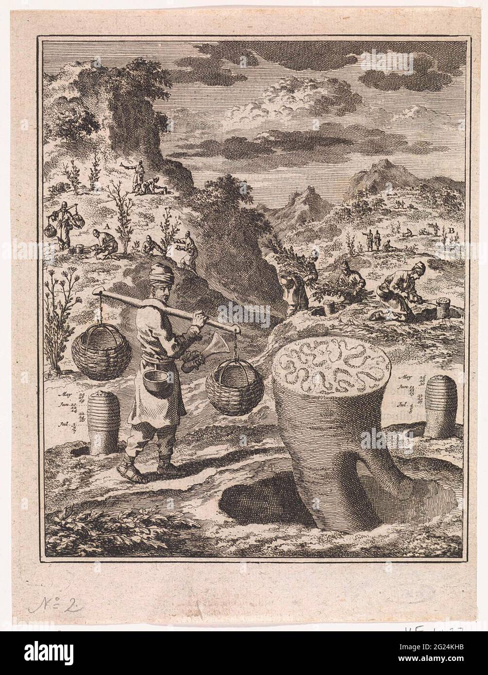 Traitement d'une racine pour obtenir asafoetida. Banque D'Images